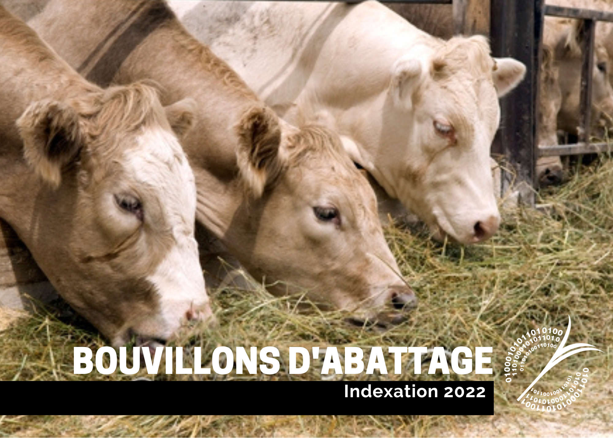 Études de coûts de production : Indexation 2022 - Bouvillons d'abattage